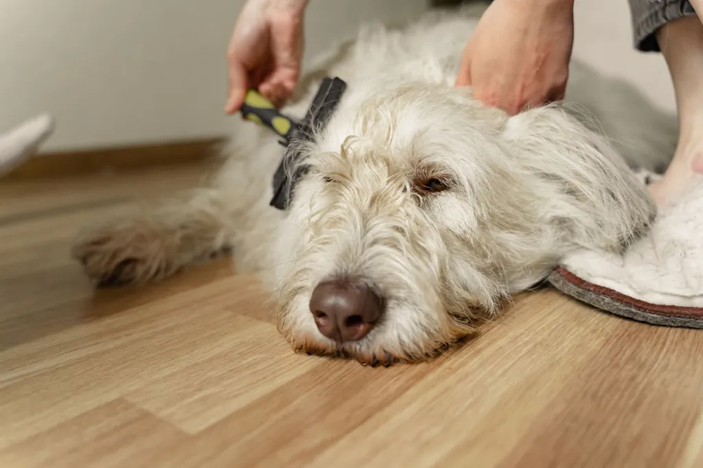 Make At-Home Grooming Feel Simpler